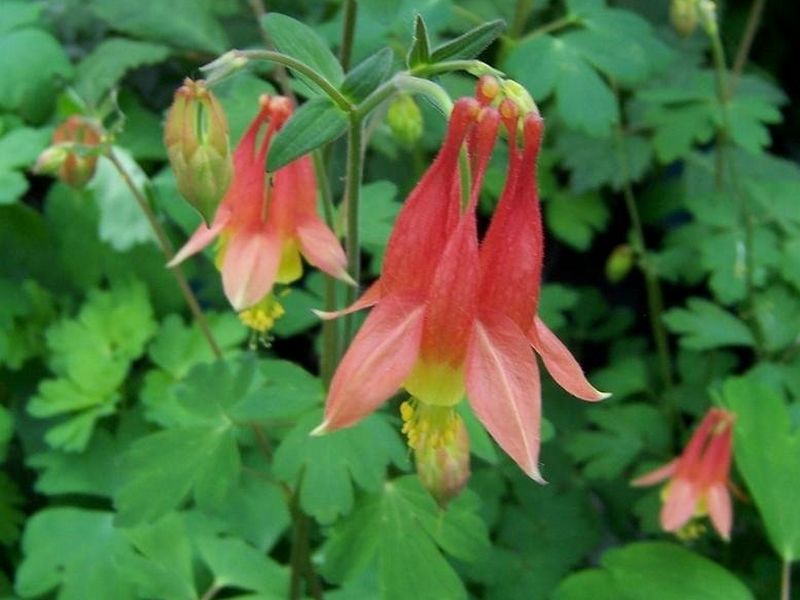 Placeholder  Picture