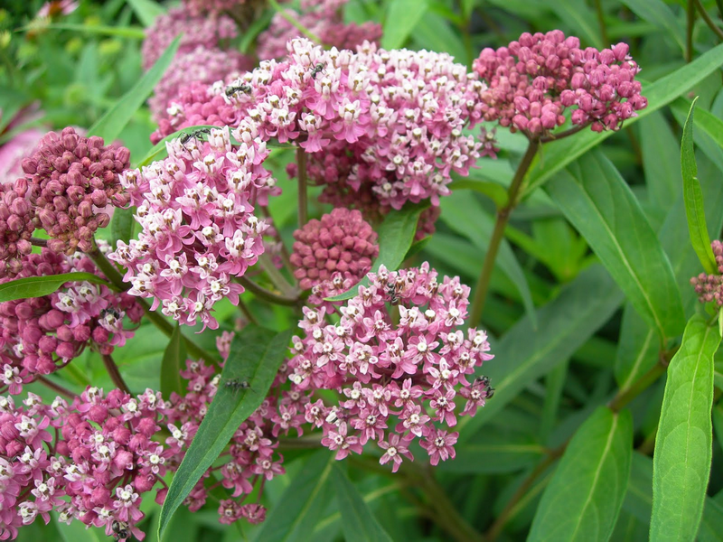 Asclepias incarnata Info Page