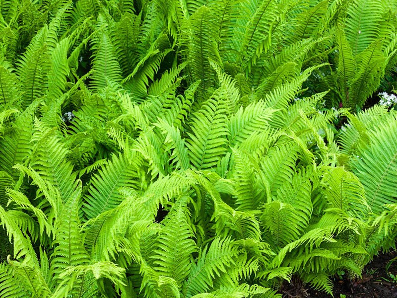 Placeholder  Picture