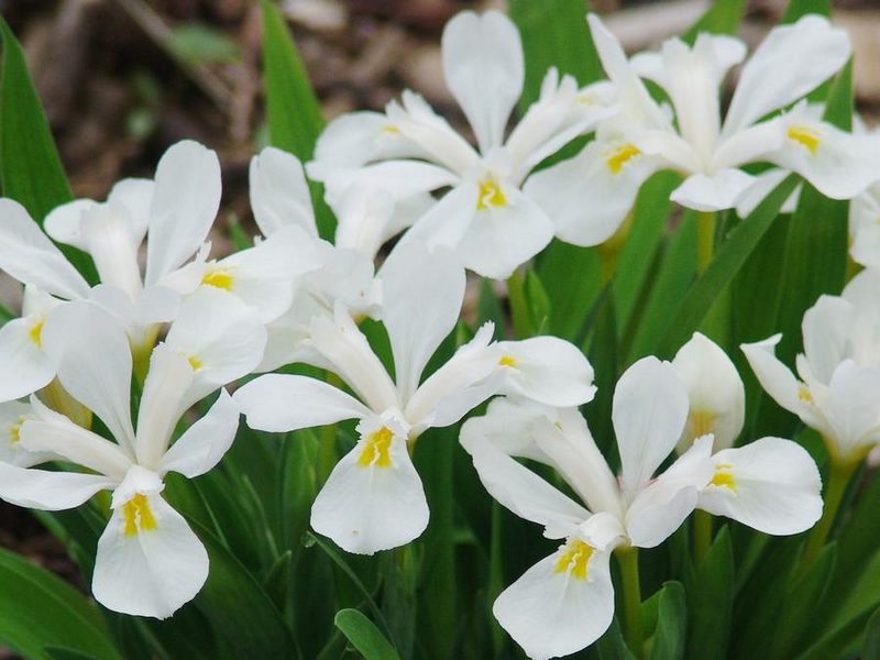 Placeholder  Picture