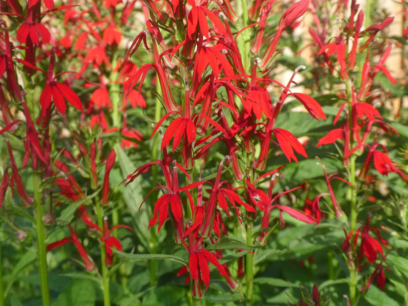 Placeholder  Picture