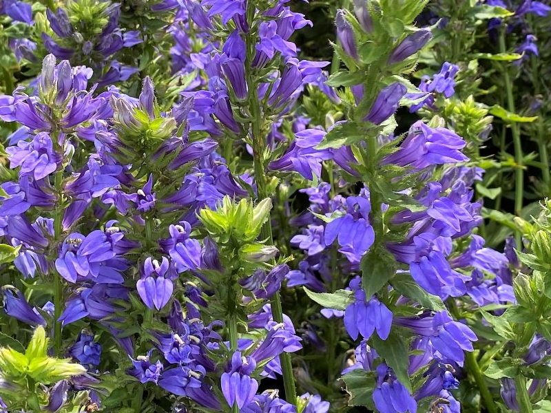 Placeholder  Picture