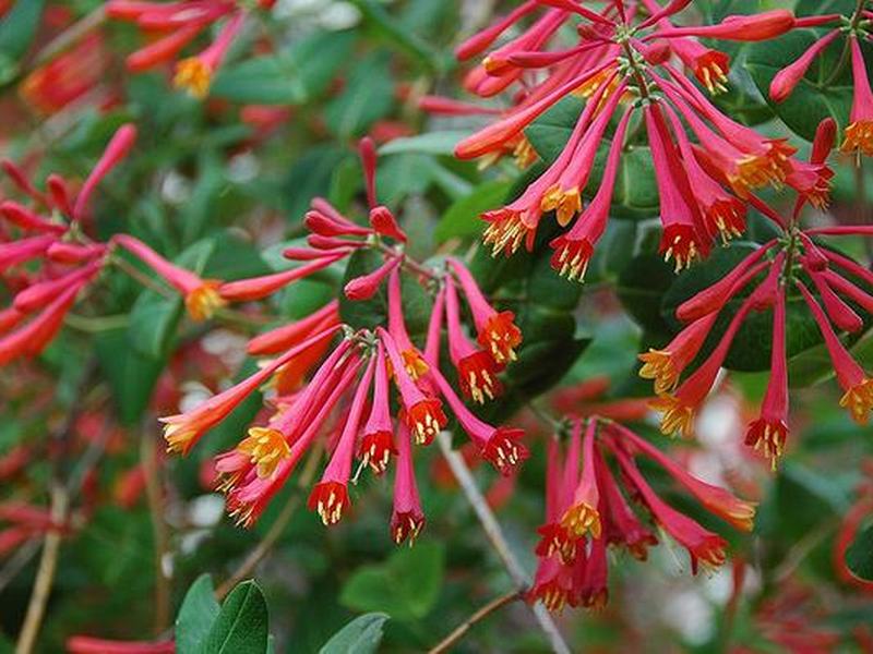 Placeholder  Picture