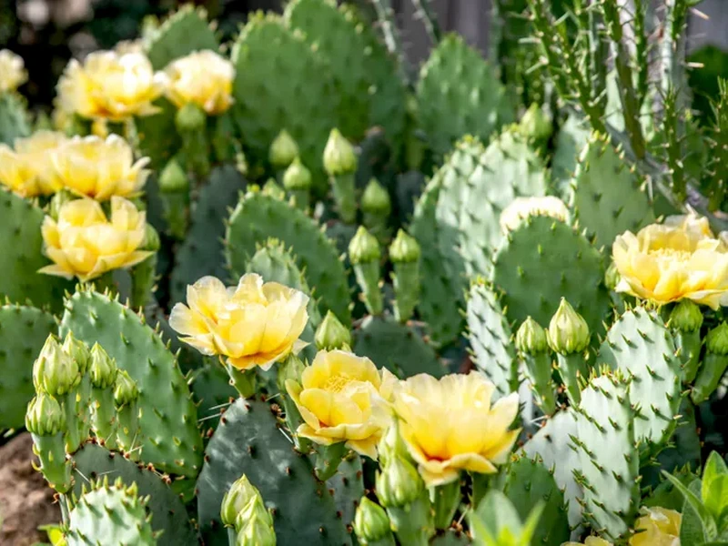 Placeholder  Picture