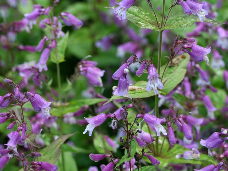 Placeholder  Picture