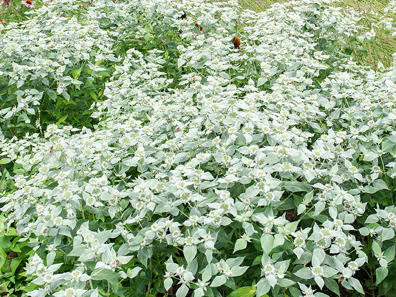 Placeholder  Picture