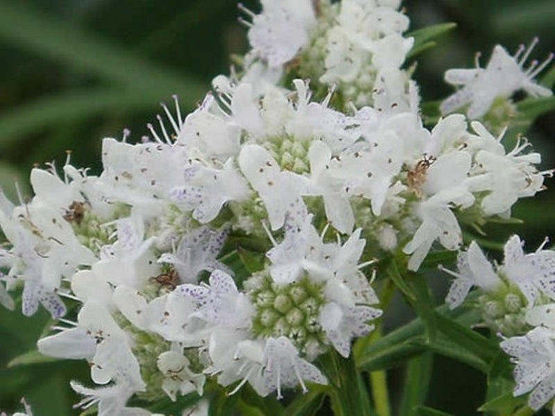 Placeholder  Picture