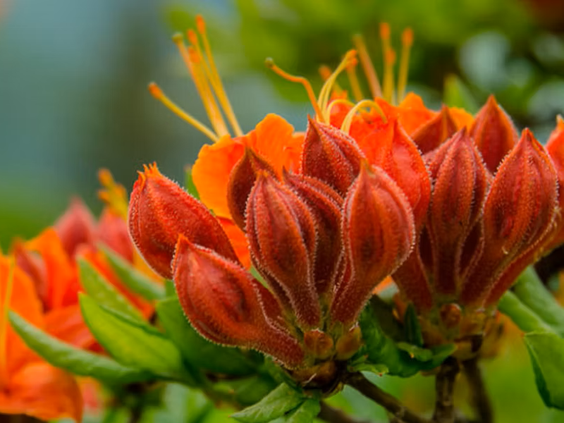 Placeholder  Picture