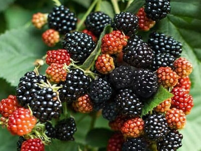 Placeholder  Picture