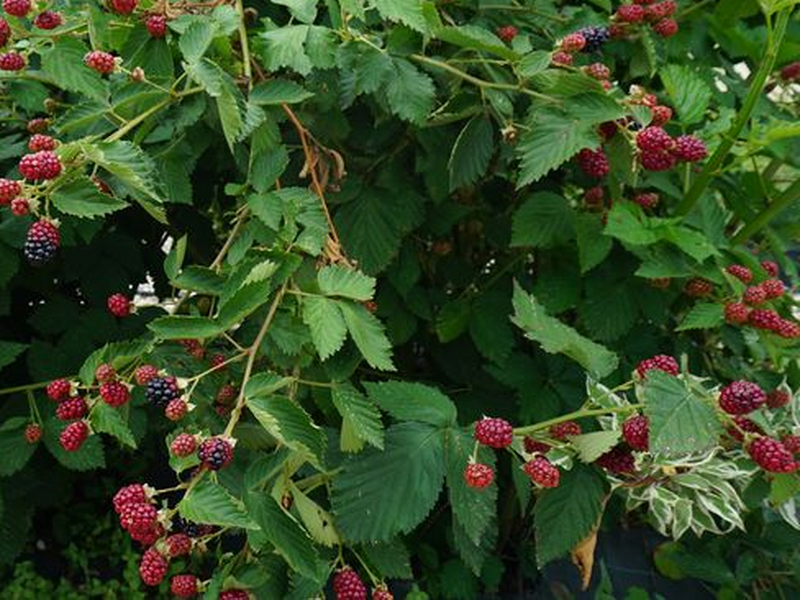 Placeholder  Picture