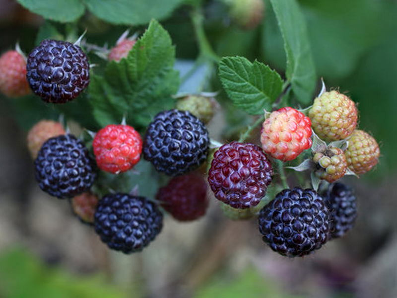 Placeholder  Picture