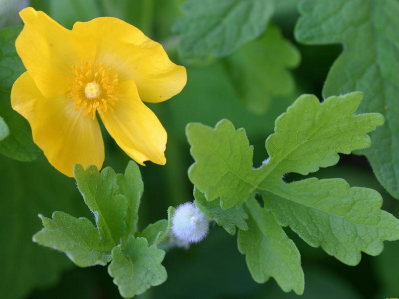 Placeholder  Picture