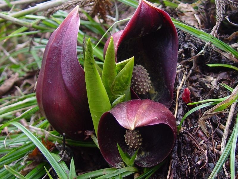 Placeholder  Picture