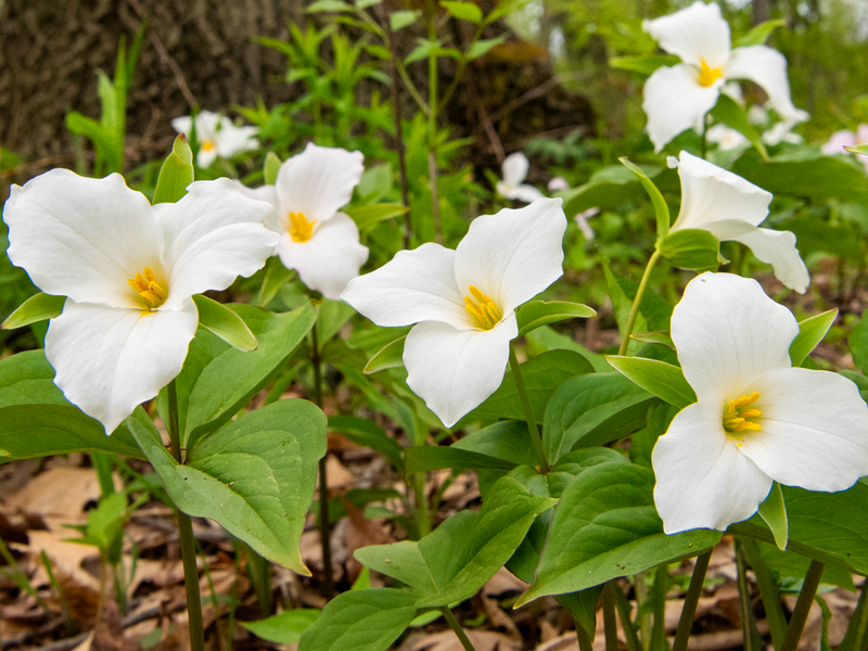 Placeholder  Picture