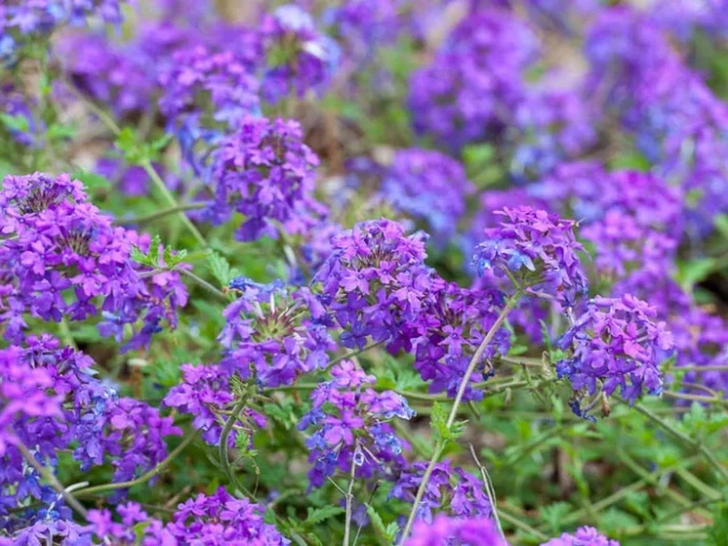 Placeholder  Picture